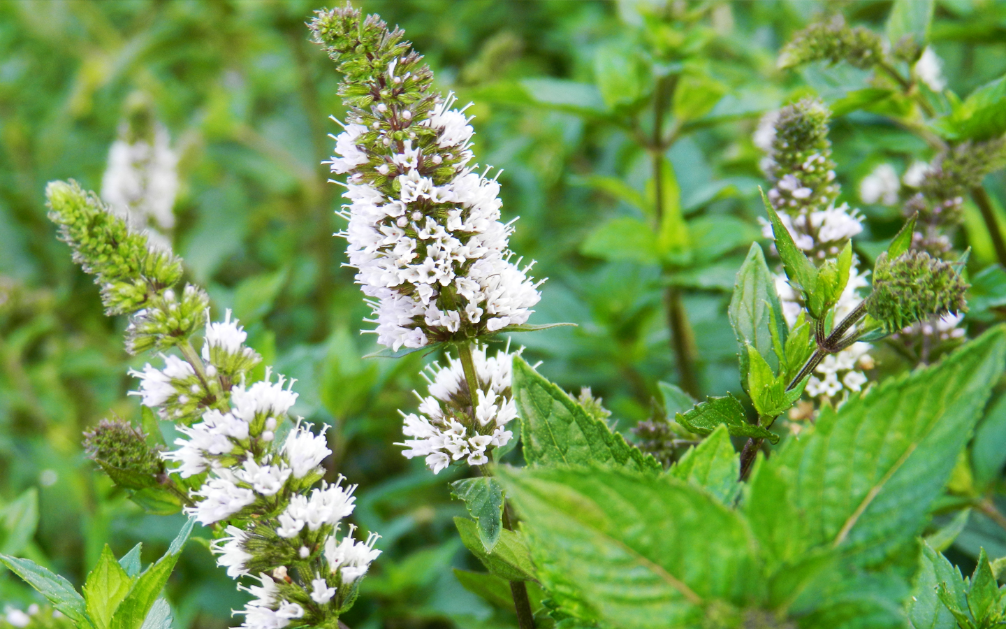 MENTA-pirerita