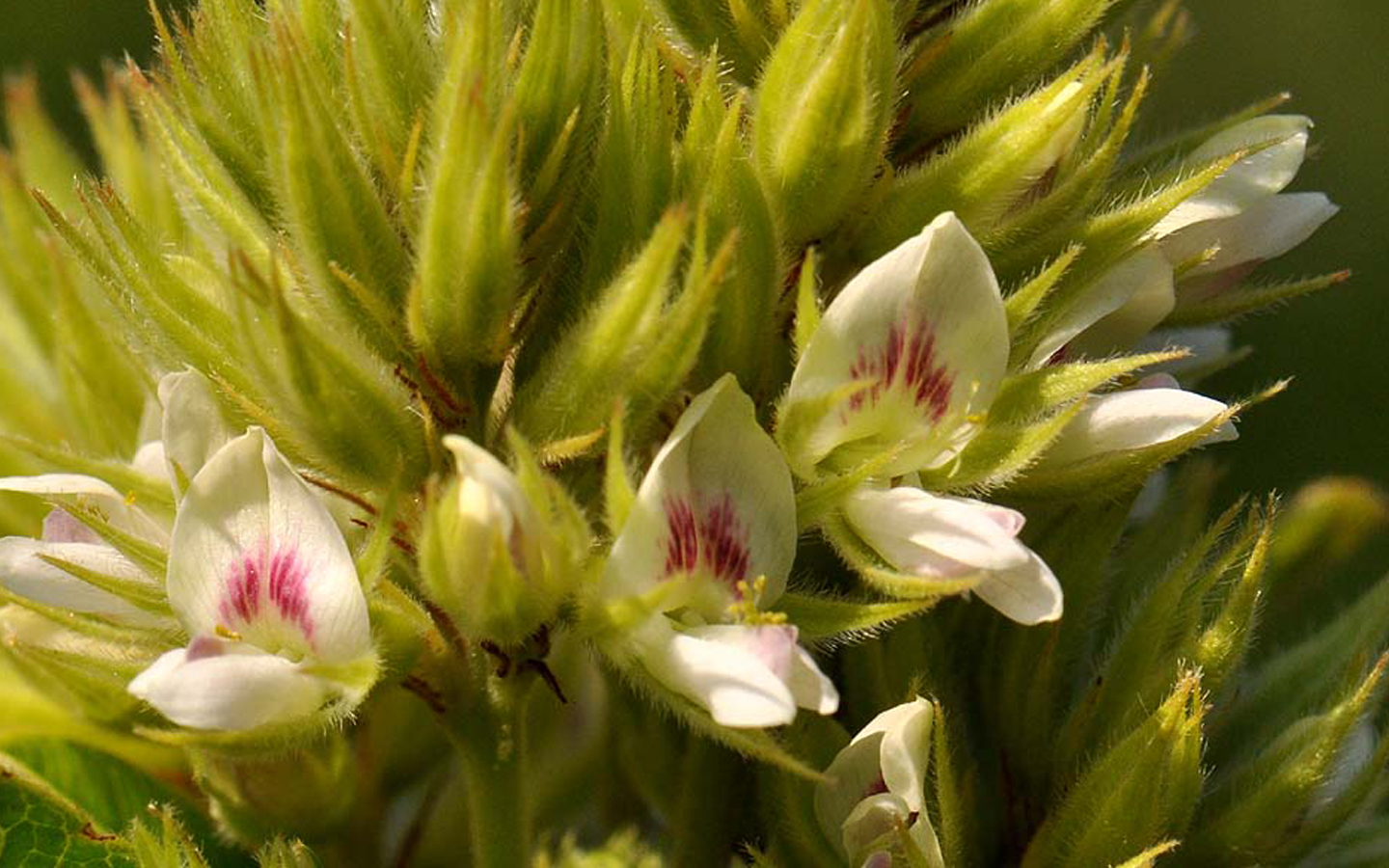 lespedenza11