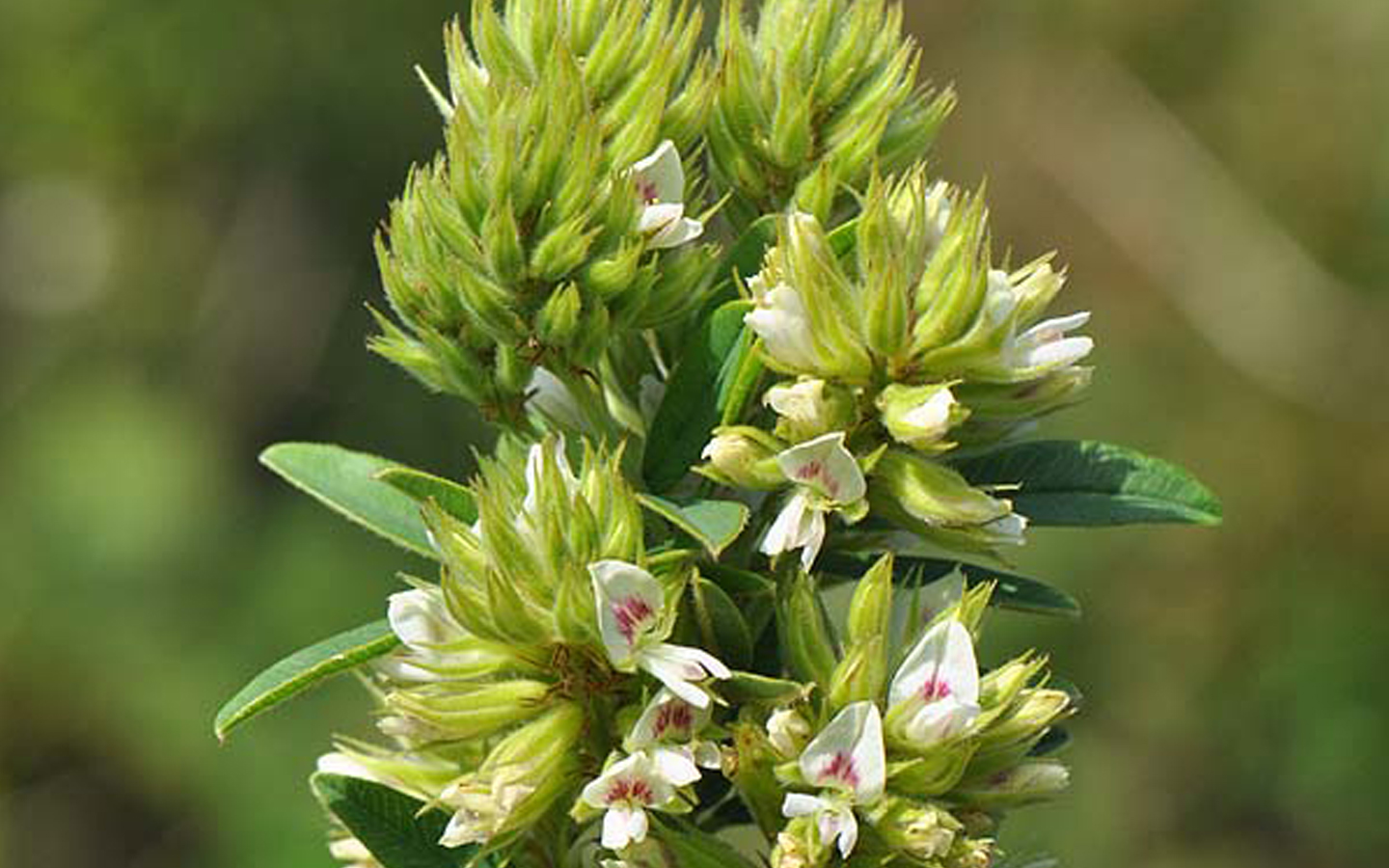 lespedenza2