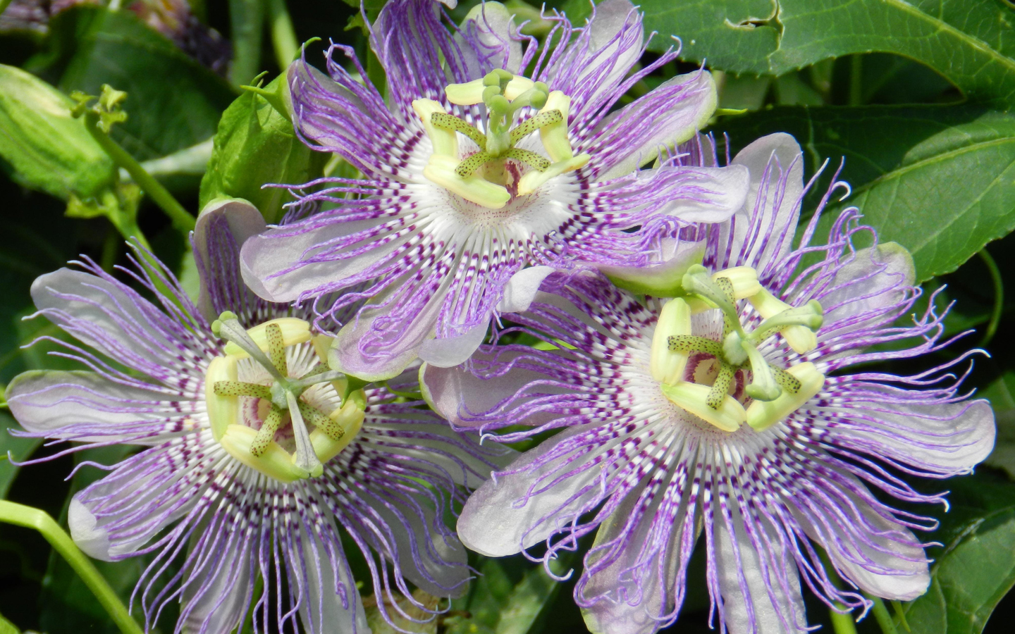 passiflora1