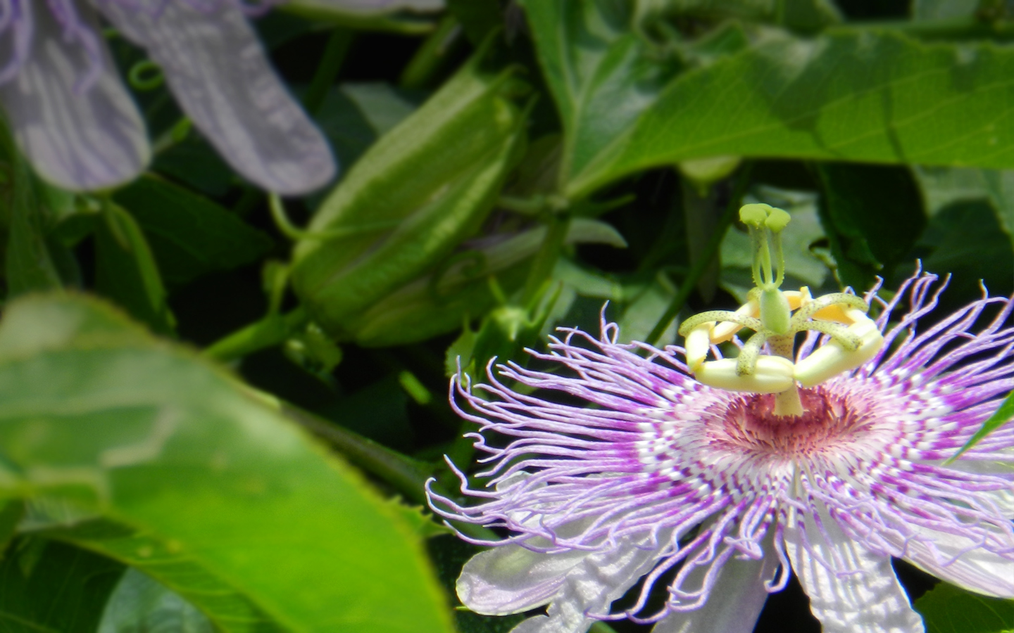 passiflora2