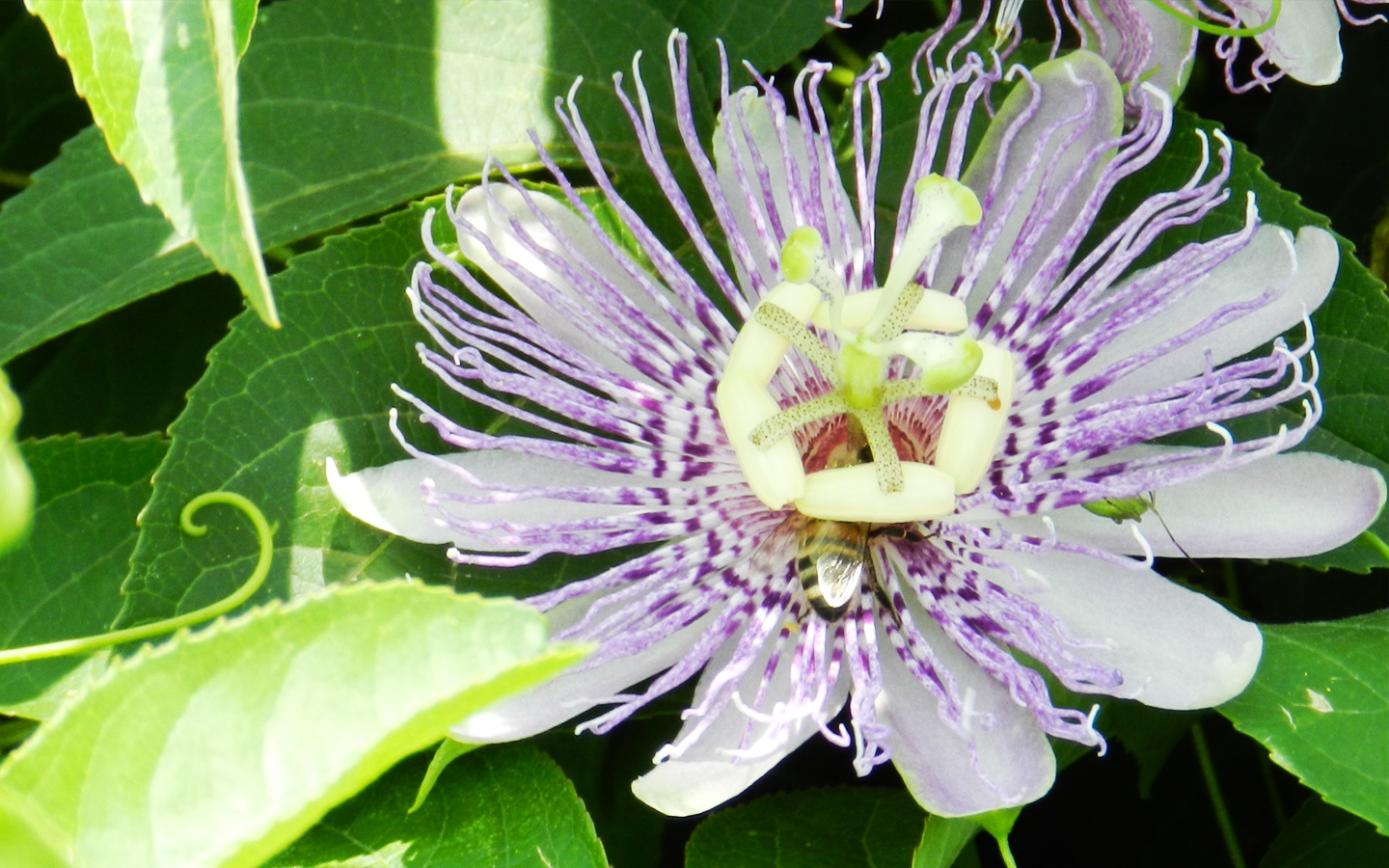 passiflora3