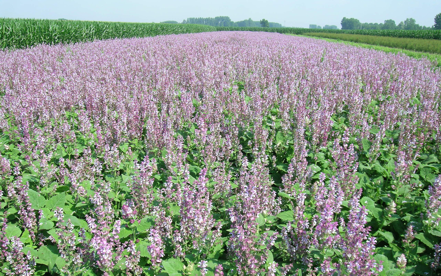 salvia11