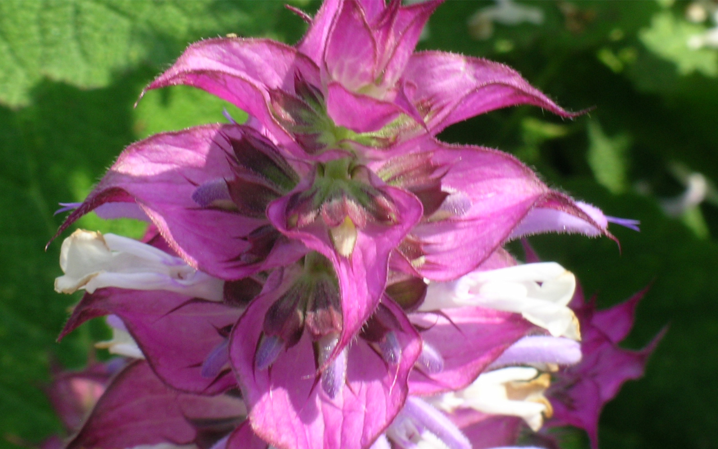 salvia21