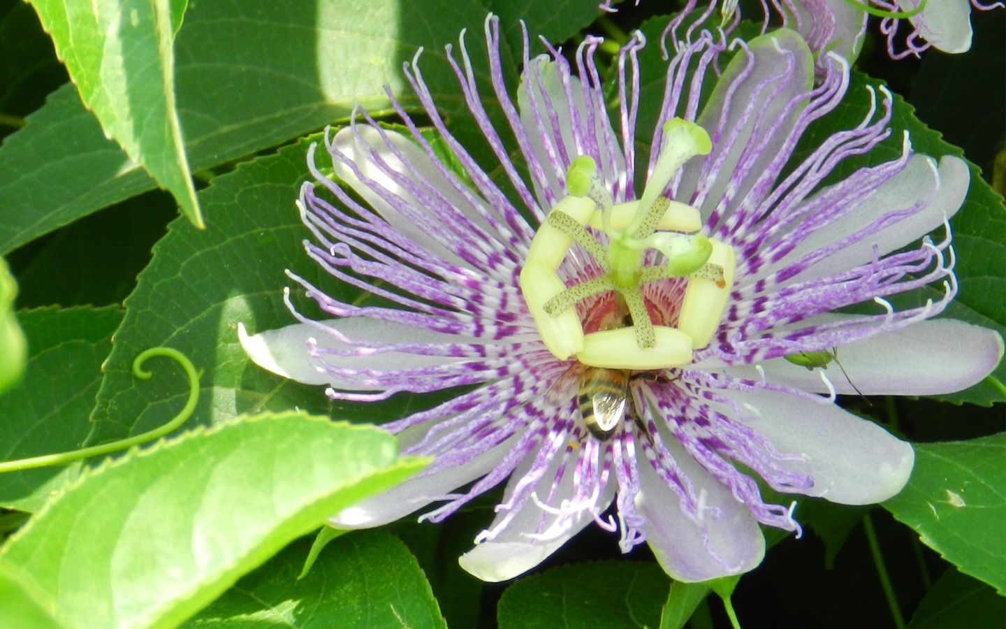passiflora