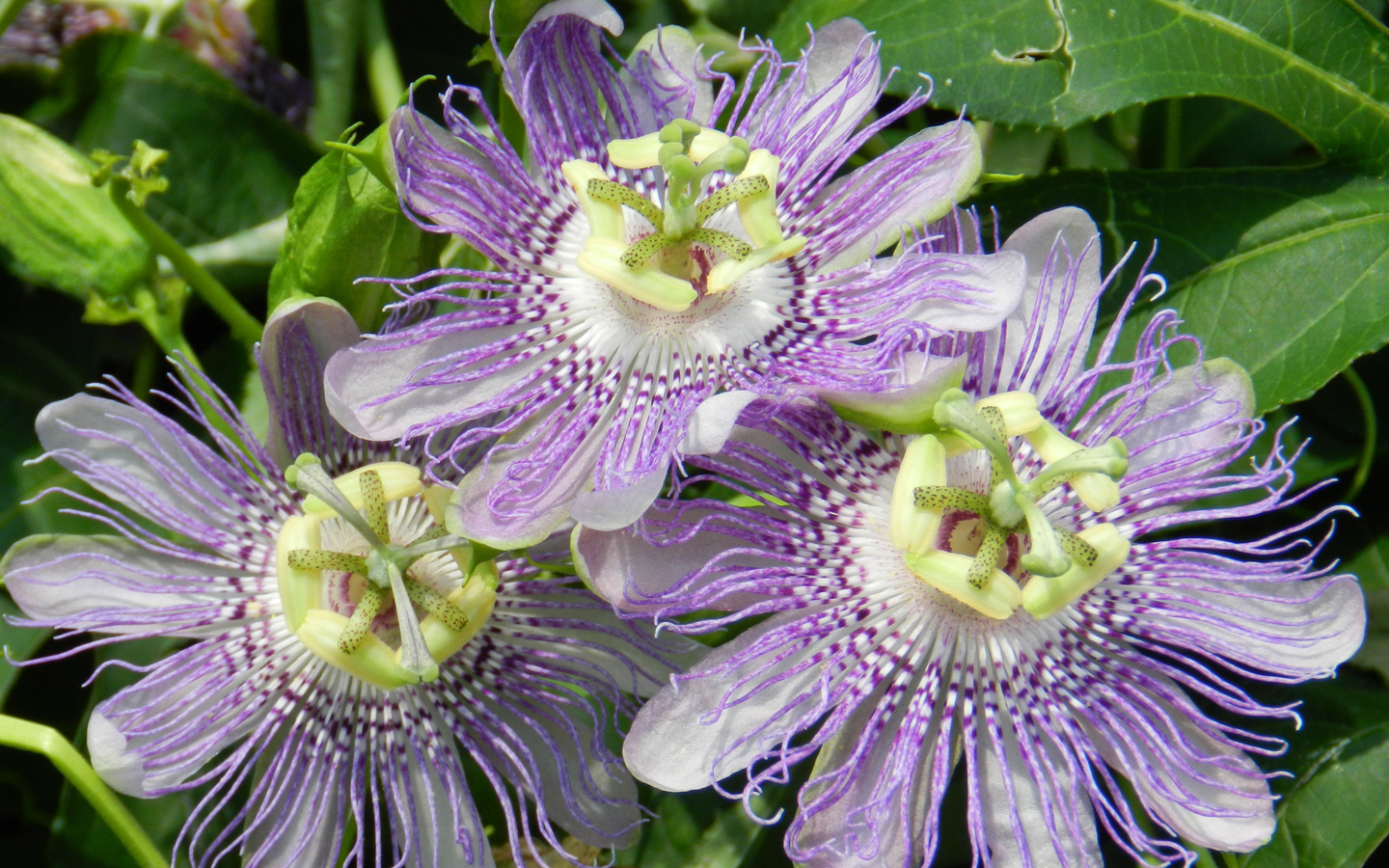 passiflora2